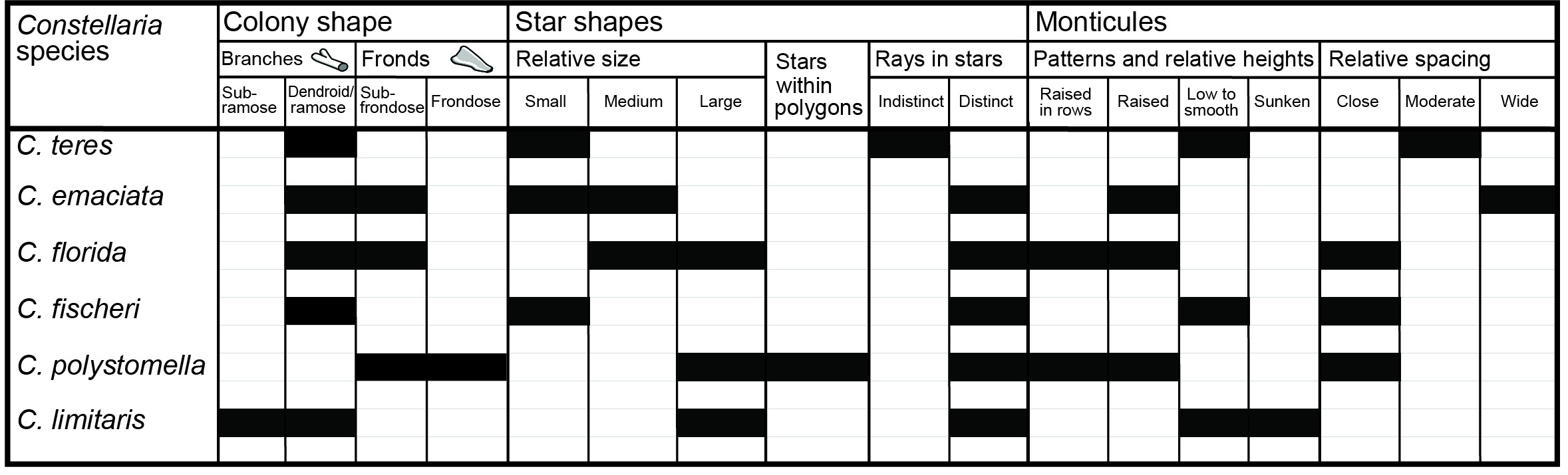 Table containing details about the differences between species of Constellaria
